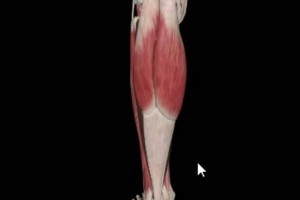 運動康復(fù)專家科普：什么是比目魚肌