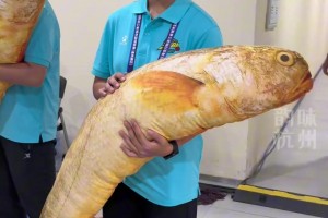 浙BA溫州隊VS杭州隊，溫州隊送出特產(chǎn)大黃魚，杭州隊送出絲綢禮盒